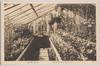 東京府立園芸学校(温室内部)/Tokyofu Horticultural School (Interior of the Glasshouse) image