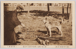 (歩兵学校守衛犬)命ニ依リ兵士ノ武器ヲ守護セル勇姿 / (Infantry School Guard Dogs) Brave Dogs Protecting Soldiers' Weapons as Ordered image