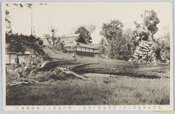 大正元年九月二十二日暴風雨ノ際倒レシ神戸城跡大杉 / Huge Cedar Tree at the Kambe Castle Site That Was Brought Down in the Rainstorm on September 22nd, 1912 image