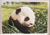 宝石のオメメ。赤ちゃんパンダに黒白の毛が生えるのは生後二週目ぐらいから。/Gemlike Eyes; Panda Cubs Grow Their Black and White Fur around Two Weeks after Birth image