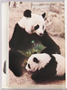 いい子ちゃんネ。三ヵ月目の赤ちゃんとママ。/You Are a Good Baby; Three-Month-Old Cub and Mother Panda  image