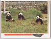 三頭なかよくモリモリ食べる。/Happy Three Pandas Have a Good Appetite image