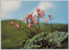 コマクサ(けし科)/Alpine Plants in Japan: Komakusa (Dicentra Peregrina, Poppy Family)  image