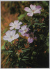 ハクサンフウロ(ふうろそう科)/Alpine Plants in Japan: Geranium Nipponicum (Geranium Family)  image