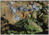 ミヤマオダマキ(きんぽうげ科)　/Alpine Plants in Japan: Aquilegia Pumila (Buttercup Family)  image