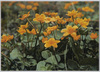 リュウキンカ(きんぽうげ科)　/Alpine Plants in Japan: Marsh-Marigold (Buttercup Family)  image