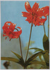 クルマユリ(ゆり科)/Alpine Plants in Japan: Lilium Medeoloides (Lily Family) image