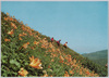 ニッコウキスゲ(ゆり科)/Alpine Plants in Japan: Day Lily (Lily Family)  image