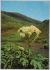 シシウド(せり科)/Alpine Plants in Japan: Shishiudo (Carrot Family)  image