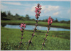 ヨツバシオガマ(ごまのはぐさ科)/Alpine Plants in Japan: Pedicularis Japonica (Figwort Family)  image
