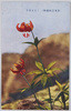 (日光高山植物)くるまゆり/(Alpine Plants in Nikko) Lilium Medeoloides image