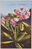 (日光高山植物)しやくなげ/(Alpine Plants in Nikko) Rhododendron image