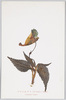 つりふねさう(ほうせんくわ科)Impatiens　Textori/Alpine Plants: Tsurifunesō (Impatiens textori) (Balsaminaceae Family)  image