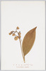 すずらん(一名きみかげさう　ゆり科)Convallaria　majalis/Alpine Plants: Suzuran (Alias: Kimikageso, Lily-of-the-Valley) (Convallaria majalis) (Lily Family) image