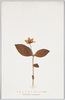 つまとりさう(さくらさう科)Trientalis　europaea/Alpine Plants: Tsumatorisō (Trientalis Europaea) (Primrose Family) image