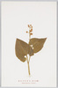 まひづるさう(ゆり科)Maianthemum　blfolium/Alpine Plants: Maizurusō (False Lily-of-the-Valley) (Maianthemum Dilatatum) (Lily Family)  image