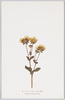 きじむしろ(いばら科)Potentilla　fragarioides/Alpine Plants: Kijimushiro (Potentilla Fragarioides var. Major) (Rose Family) image