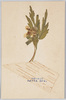 富士高山植物　しらかば　えぞすみれ/Alpine Plants of Mt. Fuji: White Birch, Ezosumire (Viola Eizanensis) image