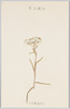 高山植物　うすゆきそう/Alpine Plants: Usuyukisō (Leontopodium Japonicum) image