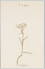 高山植物　うすゆきそう/Alpine Plants: Usuyukisō (Leontopodium Japonicum) image