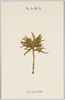 高山植物　まんねんすぎ/Alpine Plants: Ground Pine image