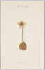 高山植物　うめばちそう/Alpine Plants: Grass-of-Parnassus image