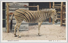 しまうま(班馬)　上野恩賜公園動物園/Zebra, Ueno Park Zoological Gardens image