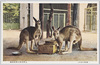 おほカンガルー　上野恩賜公園動物園/Eastern Grey Kangaroo, Ueno Park Zoological Gardens image