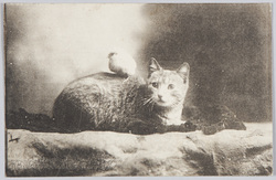 猫とヒヨコ / Cat and Chick image