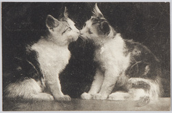 2匹の猫 / Two Cats image