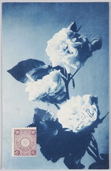 バラ / Roses image