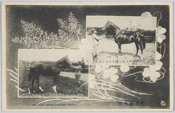 岩手種馬所　アングロノルマン種チユモンエス　英純血種ライトアツセンション　　THE　IWATE　HORSE-BREEDING　DEPOT.RACE　COURSE　OF　THE　HOSE-BREEDING　DEPOT. / Iwate Horse-Breeding Depot, Anglo-Norman Breed Chumonesu, British Thoroughbred Raito Atsusenshon image