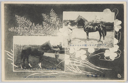 岩手種馬所 アングロノルマン種チユモンエス 英純血種ライトアツセンション THE IWATE HORSE-BREEDING DEPOT.RACE COURSE OF THE HOSE-BREEDING DEPOT. / Iwate Horse-Breeding Depot, Anglo-Norman Breed Chumonesu, British Thoroughbred Raito Atsusenshon image