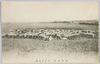 緬羊放牧(小岩井農場)/Grazing of Sheep (Koiwai Farm) image