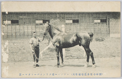 (陸中小岩井農場種牡馬)ハツクニー種ブラックパーフオマー号 / (Stallion at the Koiwai Farm, Rikuchū) Hackney Breed Black Performer image