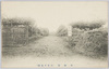 果樹園(小岩井農場)/Orchard (Koiwai Farm) image