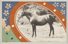 大越産馬畜産組合牝馬白龍号内国産洋種黒鹿毛四才/Daietsu Horse Breeders' Association, Hakuryūgō, Domestically Bred Imported Breed, Four-Year-Old Black Bay Filly image