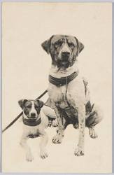 2匹の犬 / Two Dogs image