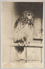 おおほこのはづく　　京都市立記念動物園京都市岡崎公園　　Egle-owl.　The　ZOOLOGICAL　GARDEN　Established　by　The　City　of　Kyoto.　Okazaki-Park　　Kyoto./Japanese Scops Owl, Zoological Garden Established by the City of Kyoto, Okazakicho Kyoto, Japan image