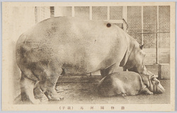 動物園河馬(親子) / Hippopotamus in the Zoo (Parent and Child) image