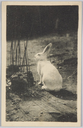 ウサギ / Rabbit image