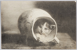 水差しに隠れた猫 / Cat Hiding in a Jug image