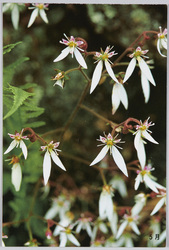 ゆきのした(ゆきのした科)5月 / Strawberry Geranium (Saxifrage Family) May image