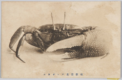 和歌浦産デンポカニ / Dempo Crab (Uca Lactea Lactea) from Wakanoura image