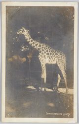 Camelopardalis giraffa image