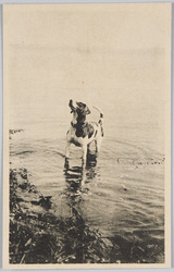 水遊びする犬 / Dog Playing in the Water image