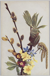 Salix Caprea-Sahl-Weide, Aesculus Hippocastaneum-RoBkastanie, Corylus Avellana-Aurikel, Primula elatior-Himmelschlüssel. image