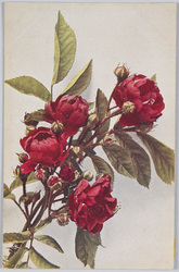 Rosa, Crimson Rambler"-Jap-anische Kletterrose.  image