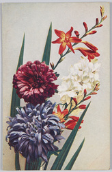 Montbretia Crocosmiae flora-Montbretie Matthiola annuna-Levkoje Callistephus hortensis-Sommer-Aster. / Montbretia Crocosmiae flower-Montbretia Matthiola annua-Callistephus hortensis Levkoje-Sommer Aster. image