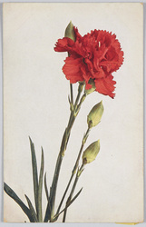 Dianthus Caryophyllus-Garten-Nelke. / Dianthus Caryophyllus-Garden-Carnation. image